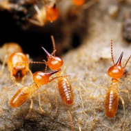 春雨綿綿，馬上又要進入到白蟻紛飛高發時期